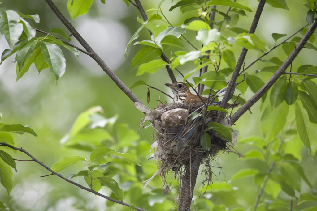 Wood Thrush (Hylocichla mustelina), on a nest in the Ramble of New York's Central Park. Photo by Michael Stubblefield.