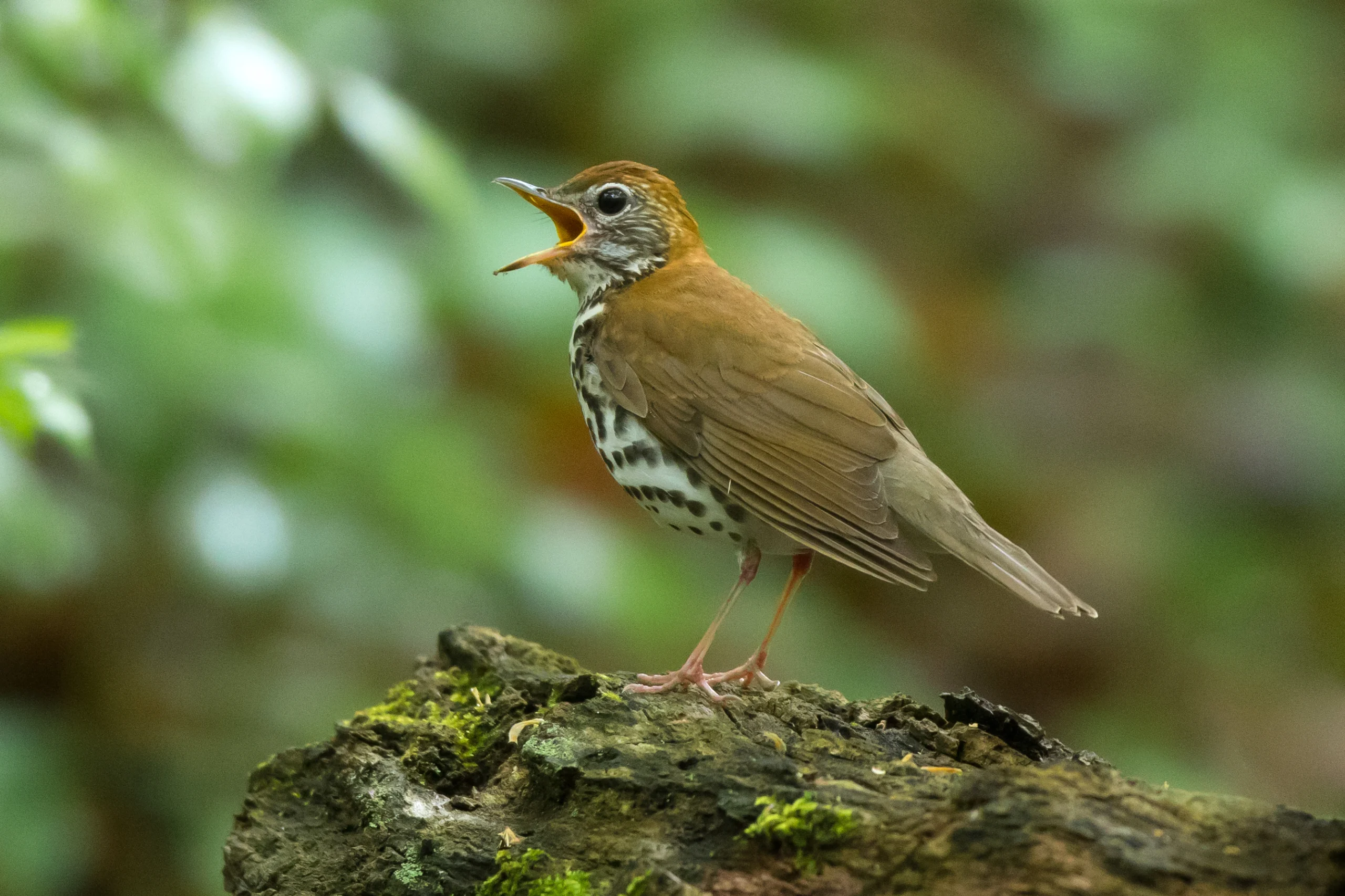 Wood Thrush singing.