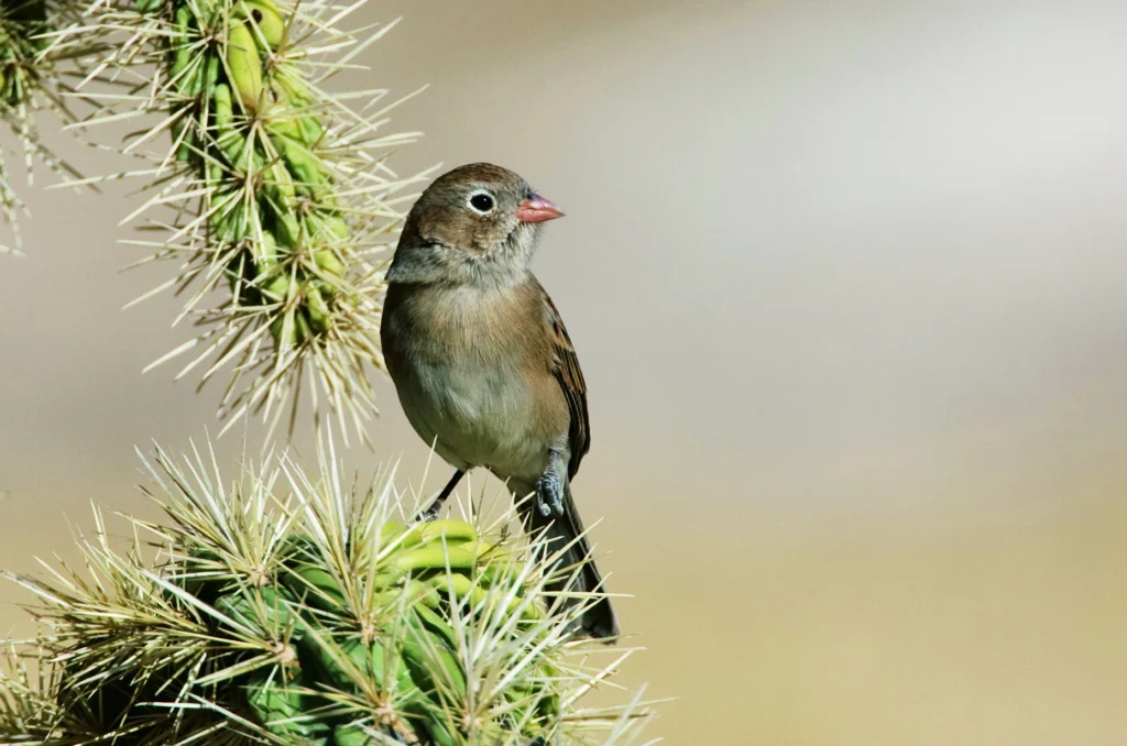 Worthen's Sparrow. Photo by Antonio Hidalgo.