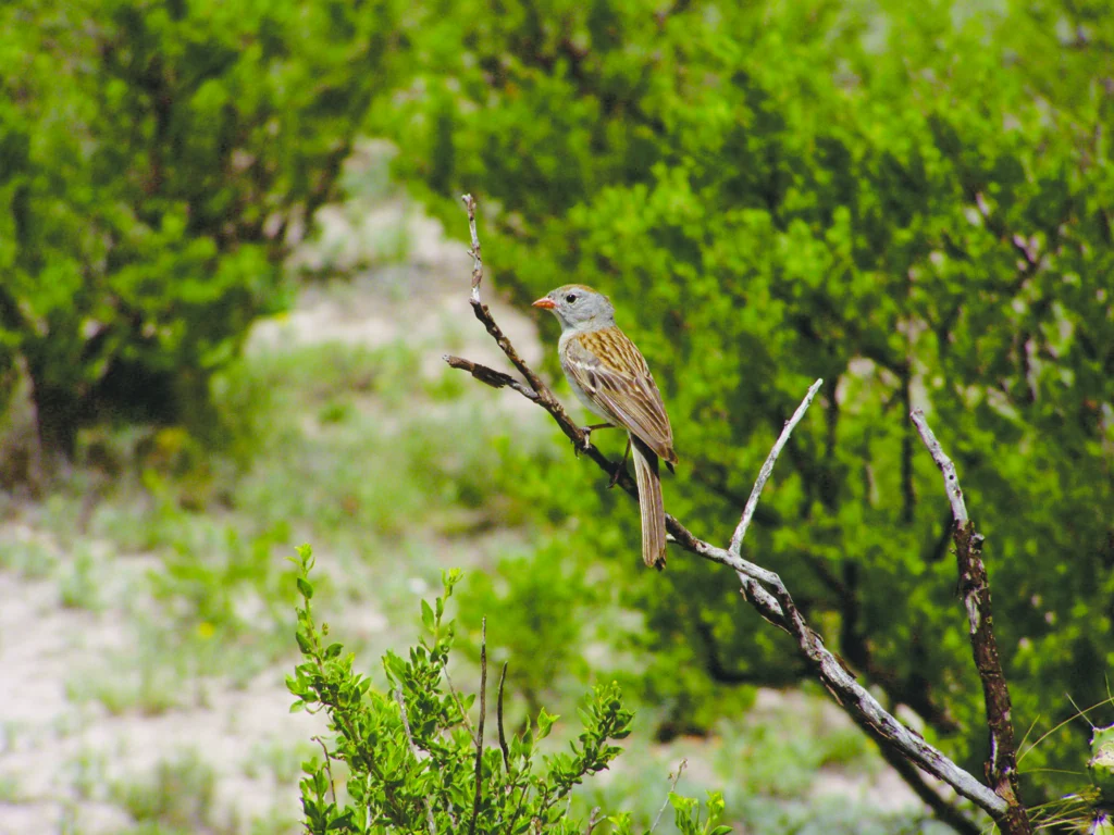 Worthen's Sparrow perched on branch. Photo by Ricardo Canales.