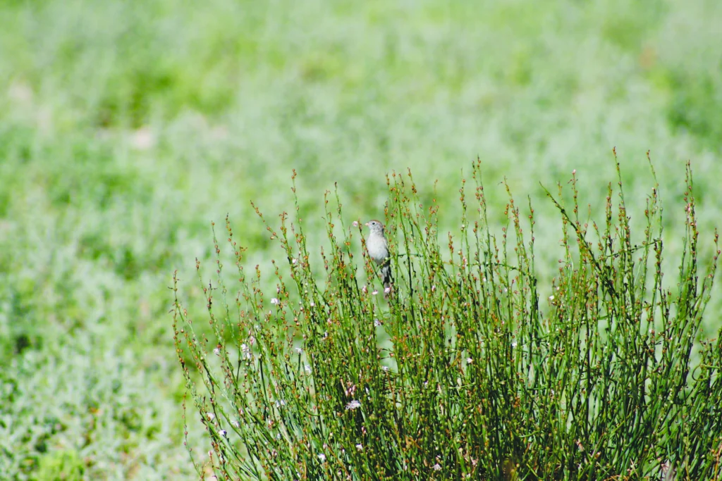 Worthen's Sparrow in vegitation. Photo by Ricardo Canales.