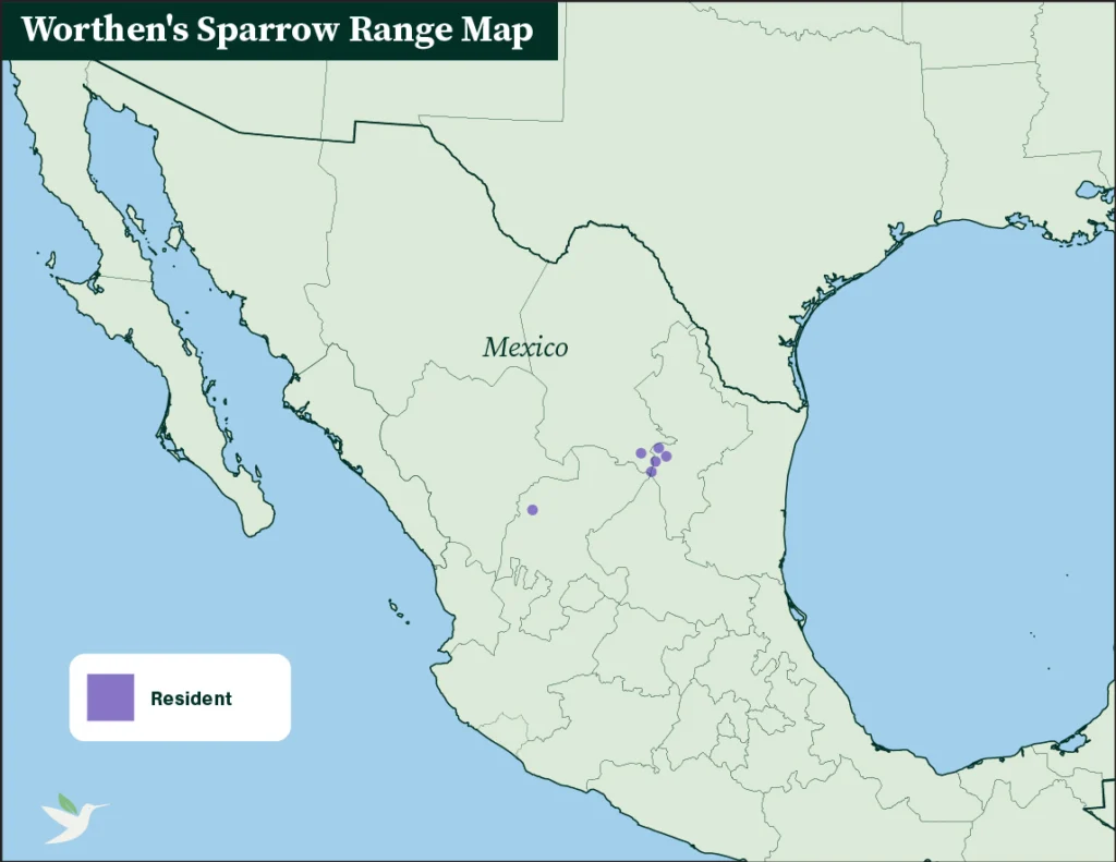 Range map of the Worthen's Sparrow. Map by ABC.