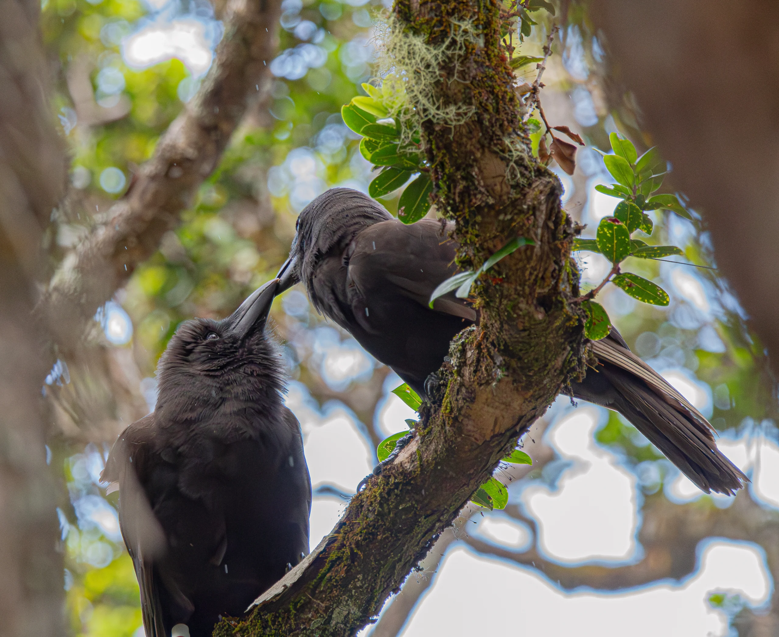ʻAlalā pair in tree. Photo by Maui Forest Bird Recovery Project.