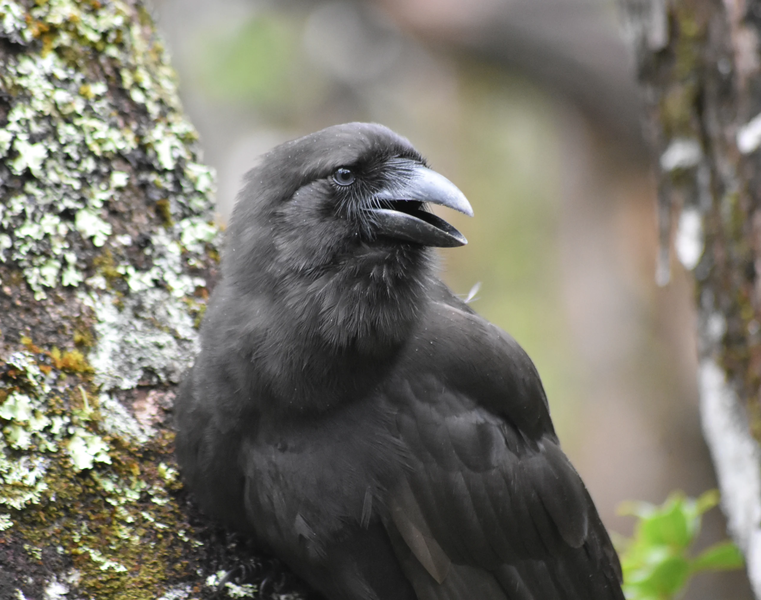ʻAlalā in tree with beak open. Photo by Maui Forest Bird Recovery Project.