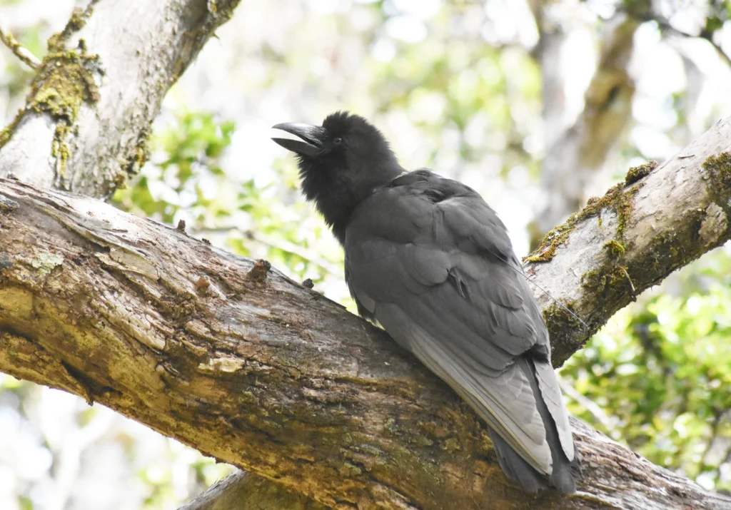 ʻAlalā vocalizing in tree. Photo by Maui Forest Bird Recovery Project.