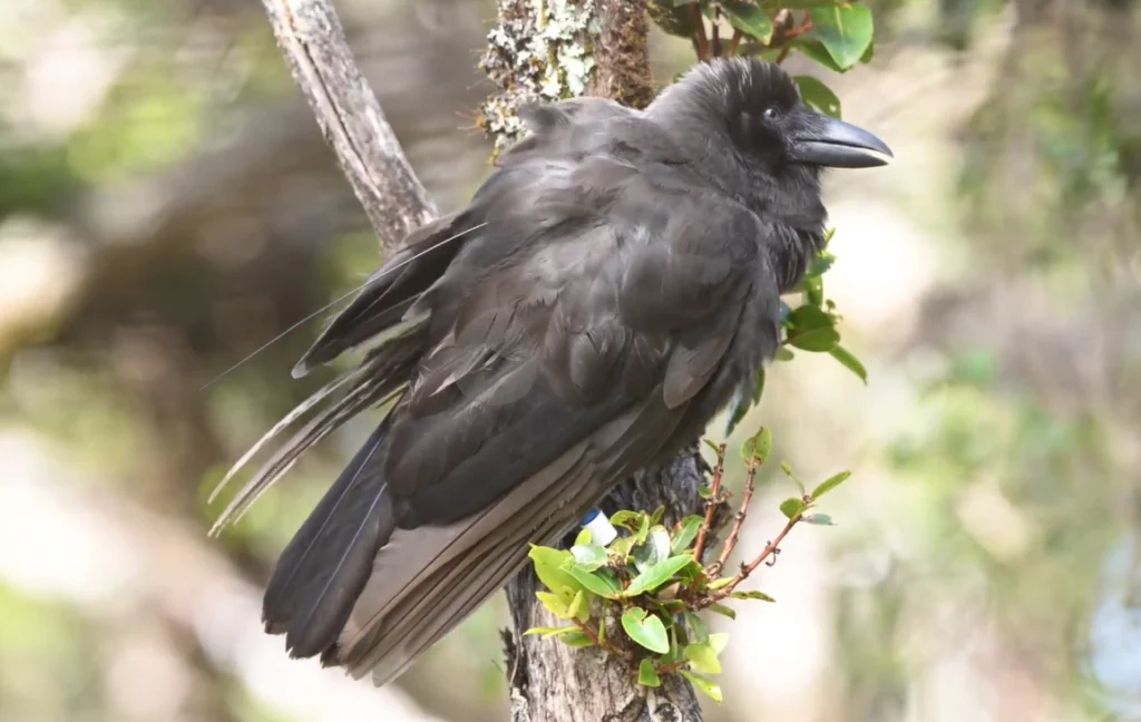 ʻAlalā perched in tree. Photo by Maui Forest Bird Recovery Project.