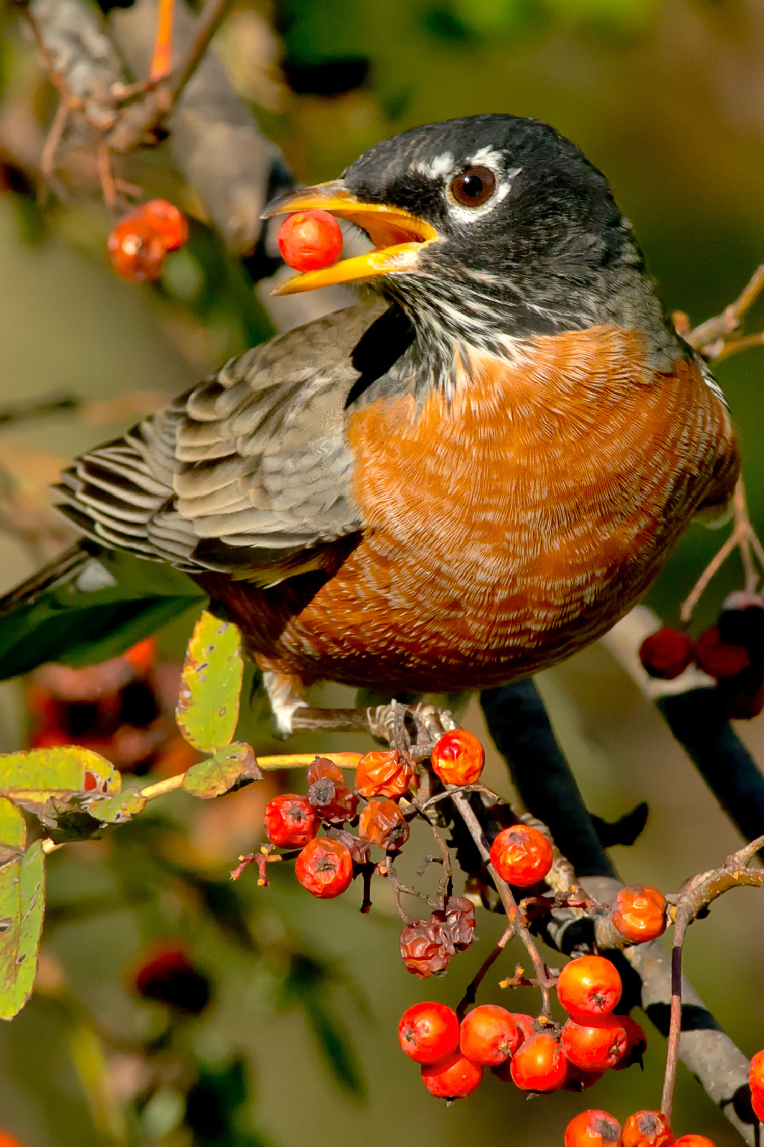 Urban Suburban Habitats American Bird Conservancy