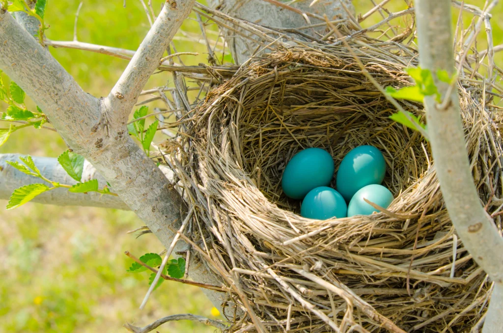 American Robin nest and eggs. Photo by Lost Mountain Studio, Shutterstock.
