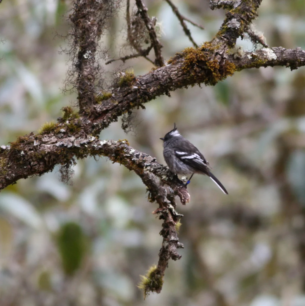 Ash-breasted Tit-Tyrant. Photo by Kazuya Naoki, Instituto Ecologico, Universidad Mayor San Andres, La Paz, Bolivia.