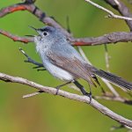 Blue-gray Gnatcatcher singing by Greg Homel, Natural Elements Productions.