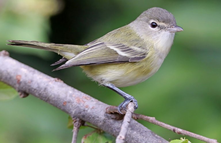 Bell's Vireo by Greg Homel, Natural Elements Productions.