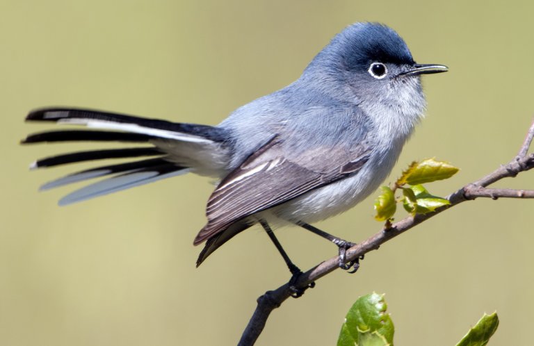 Blue-gray Gnatcatcher by Tim Zurowski, Shutterstock