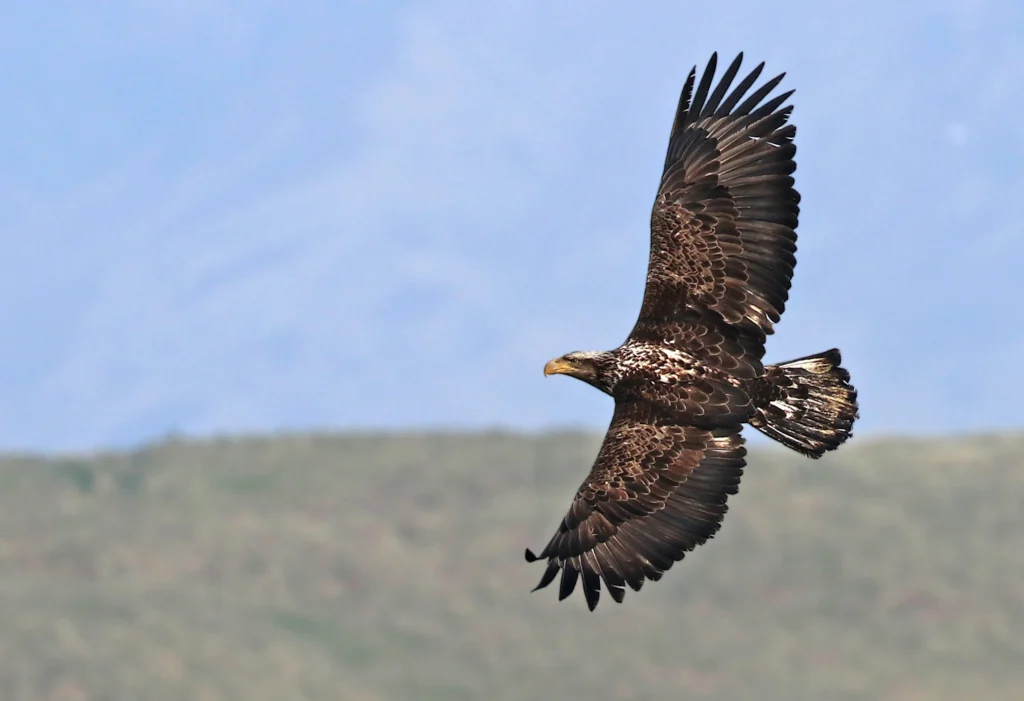 Immature Bald Eagle in flight. Photo by David Fisher.