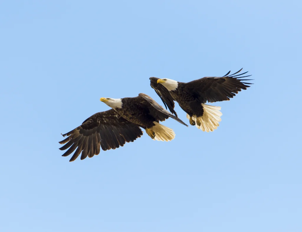 Bald Eagle pair in flight. Photo by Justin Russ, Shutterstock.