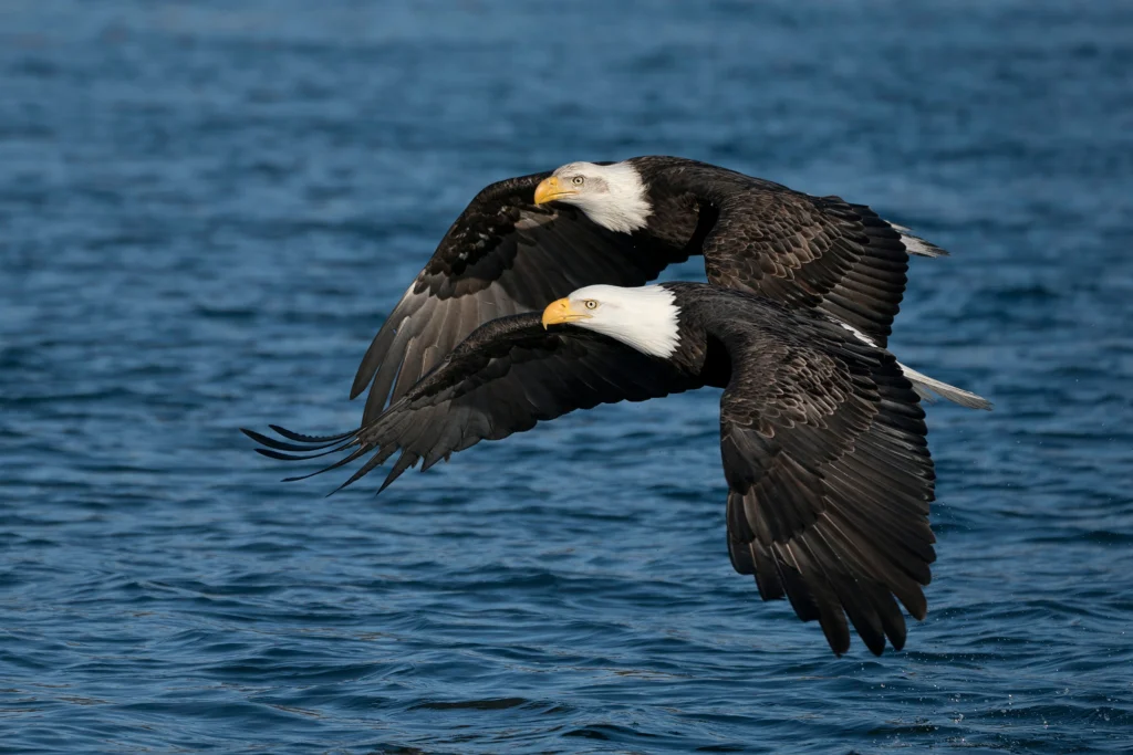 Bald Eagles in flight. Photo by rbrown10, Shutterstock.
