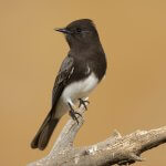 Black Phoebe. Photo by Agami Photo Agency, Shutterstock.
