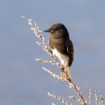 Black Phoebe. Photo by Sundry Photography, Shutterstock.