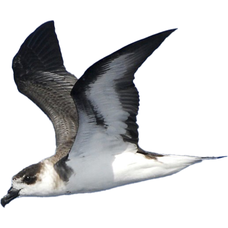 Black-capped Petrel. Photo by David Hollie.
