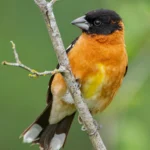 Black-headed Grosbeak. Photo by punkbirdr, Shutterstock.