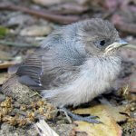 Blue-gray Gnatcatcher fledgling by Greg Schechter, CC BY 2.0