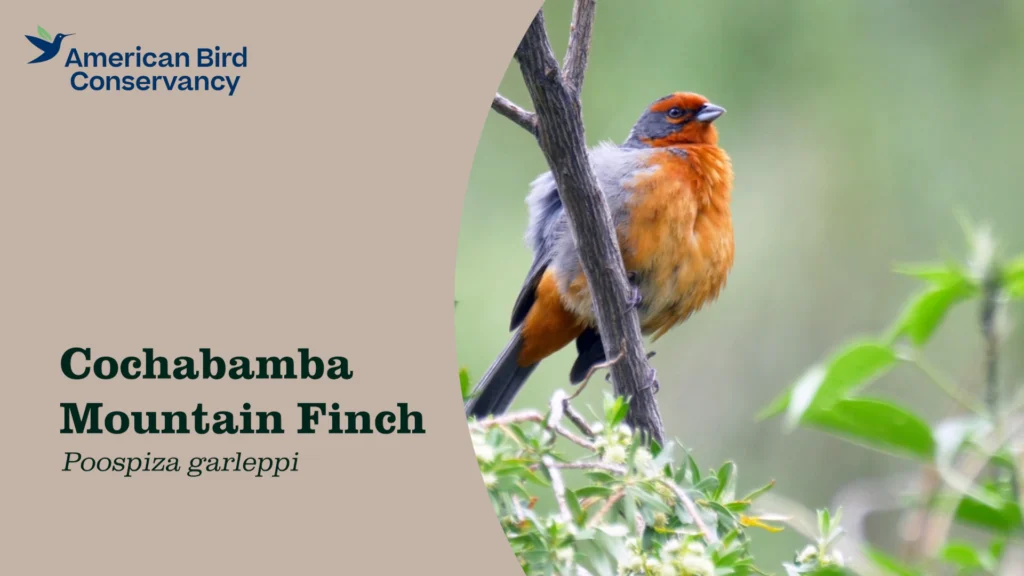 Video of Cochabamba Mountain Finch