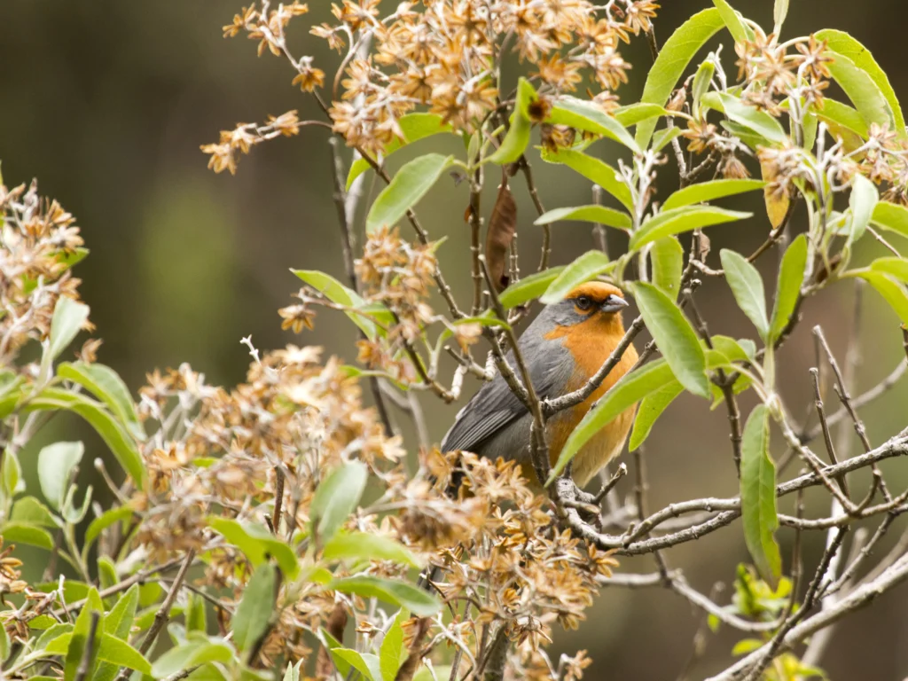 Cochabamba Mountain Finch. Photo by Glenn Seeholzer, Macaulay Library at the Cornell Lab of Ornithology.
