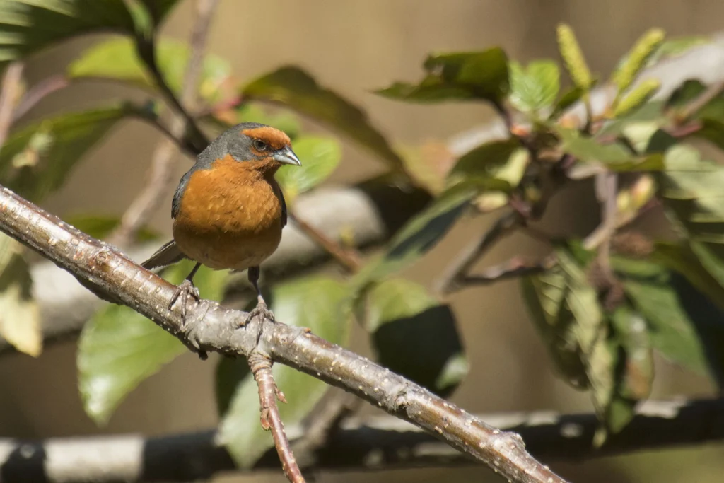 Cochabamba Mountain Finch. Photo by Rodrigo Soria, Auza, Asociación Armonía.
