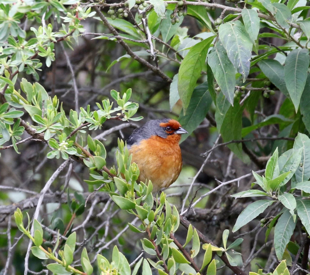 Cochabamba Mountain-Finch, the road through the San Miguel Polylepis Forest, Cochabamba, Birding Bolivia Tour, Bolivia. Photo by Sandy Vorpahl, Macaulay Library at the Cornell Lab of Ornithology.