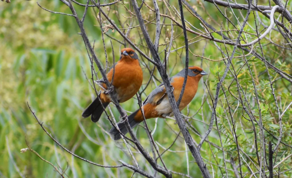 Cochabamba Mountain Finches. Photo by Dennis Camacho Rojas, Macaulay Library at the Cornell Lab of Ornithology.