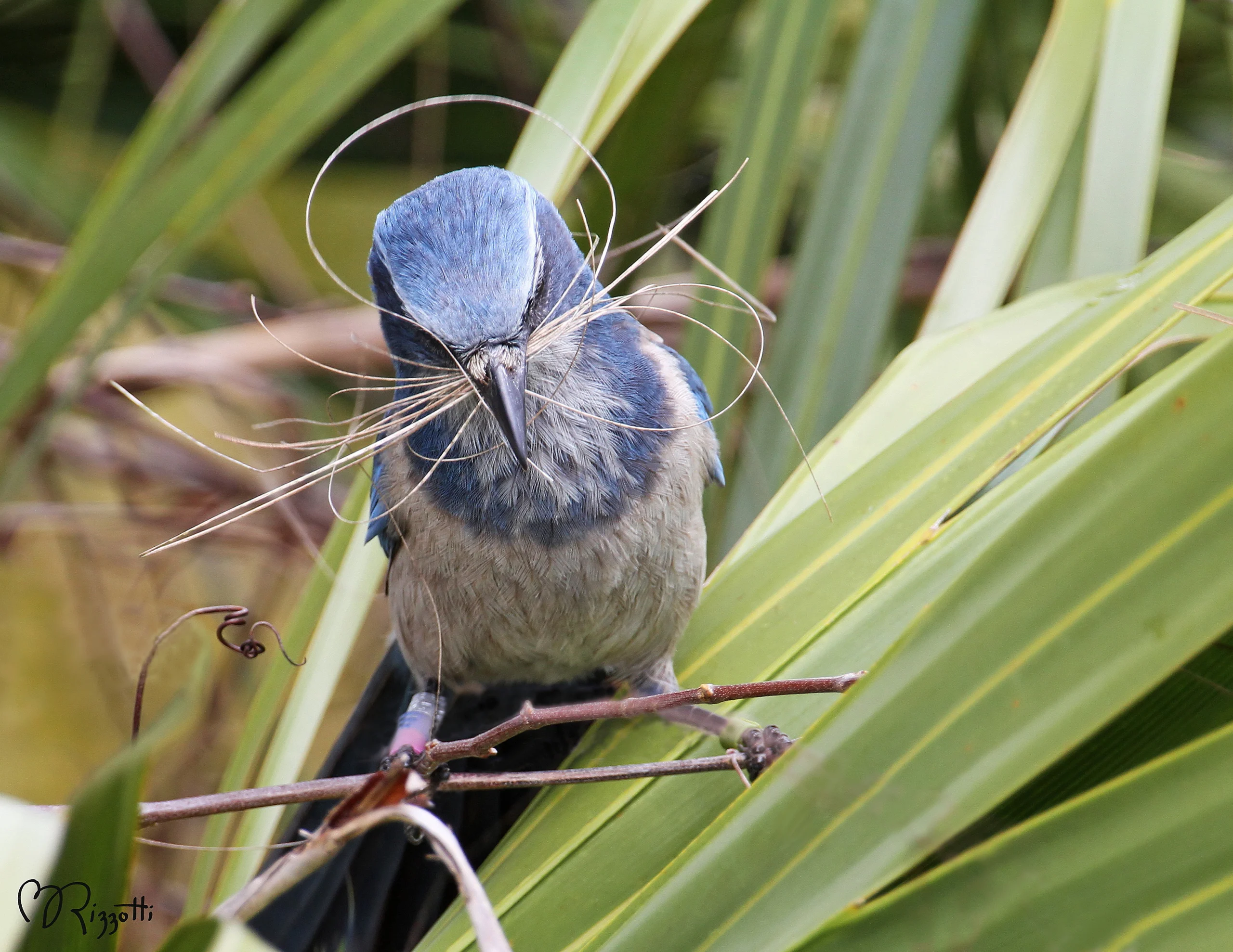 Florida Scrub-Jay with nesting materials. Photo by Betty Rizzotti.