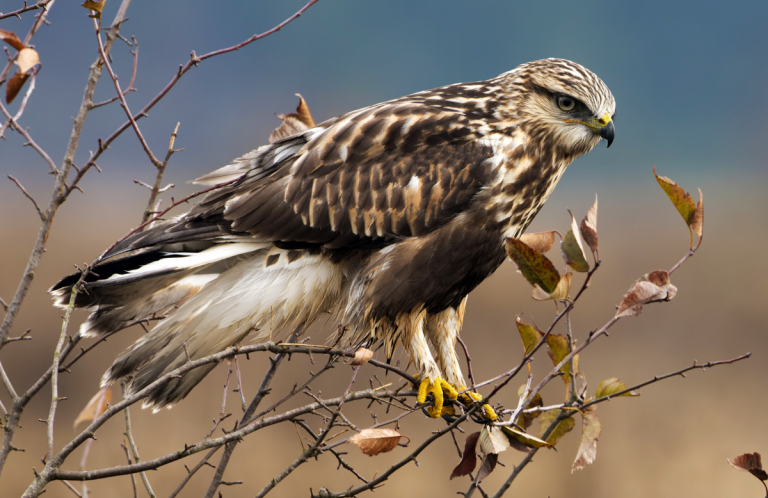 Rough-legged Hawk by Tim Zurowski, Shutterstock