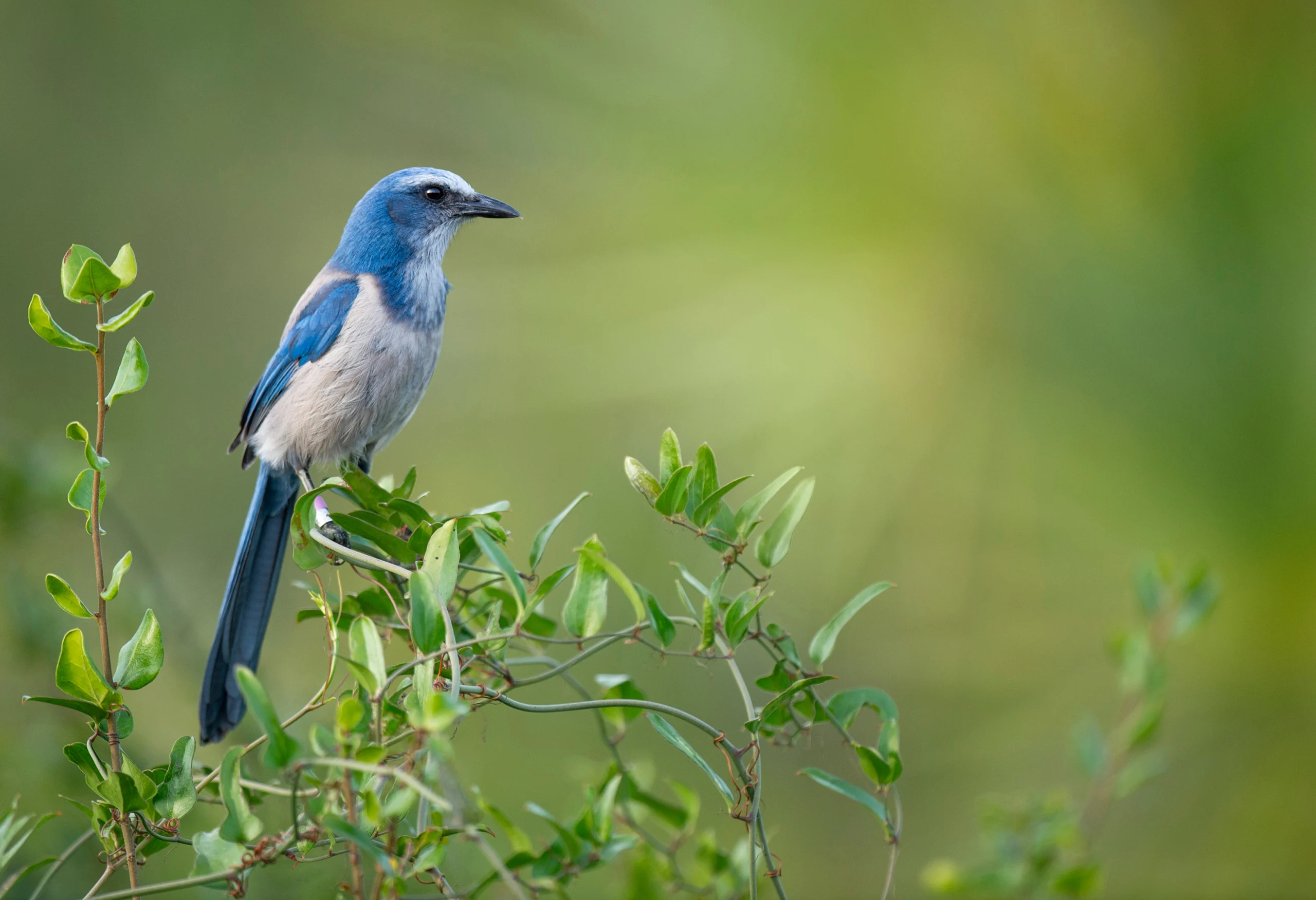 A portrait of a Florida Scrub-Jay perched in green vines with a smooth green background in soft sunlight. Photo by Ray Hennessy, Shutterstock.
