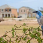 Florida Scrub-Jay perched on brush with home in the background. Photo by Judd Patterson.