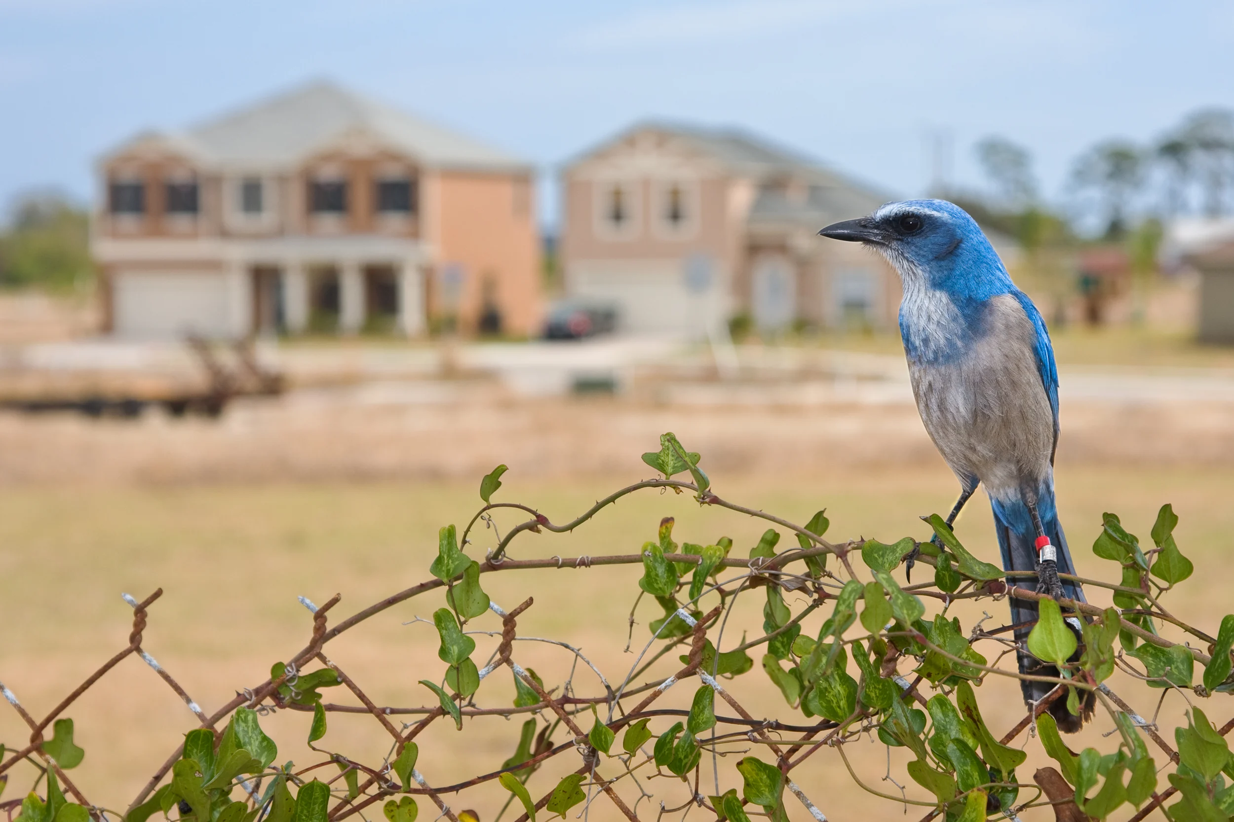 Florida Scrub-Jay perched on brush with home in the background. Photo by Judd Patterson.