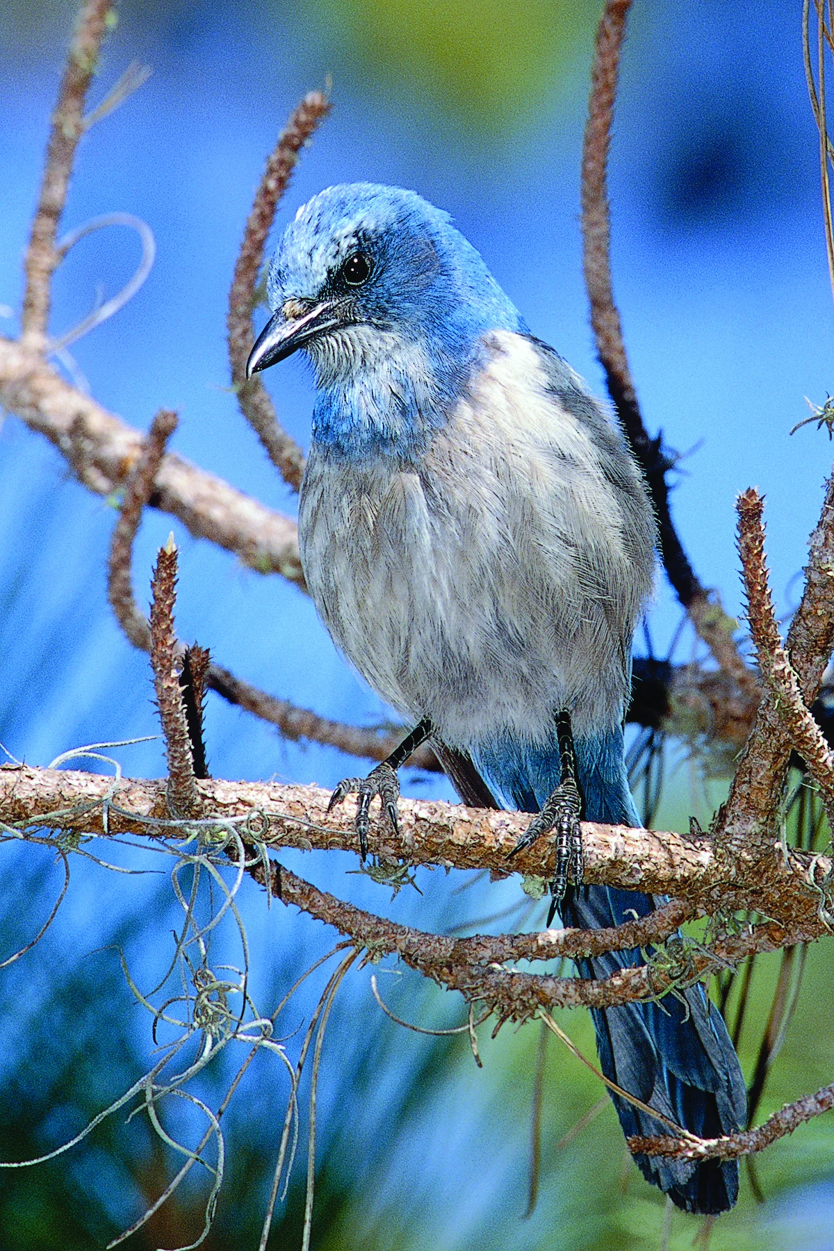 Florida Scrub-Jay perched on a thin branch. Photo by Peter LaTourrette, birdphotography.com.