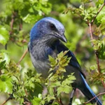 Florida Scrub-Jay in brush. Photo by SteveByland, Shutterstock.