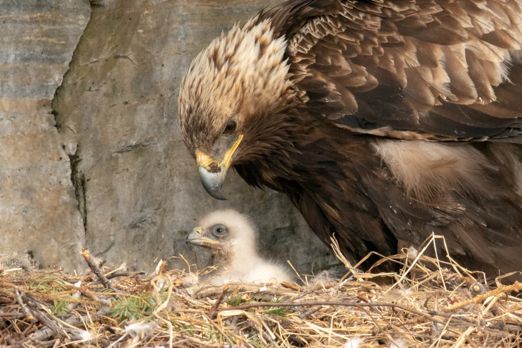 Golden Eagle and chick at nest. Photo by Mick Thompson.