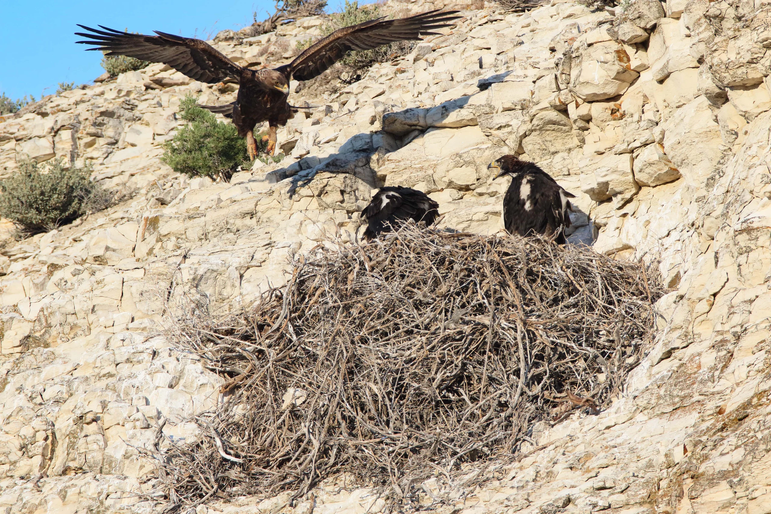Golden Eagle and eaglets at nest. Photo by Scott Carpenter.