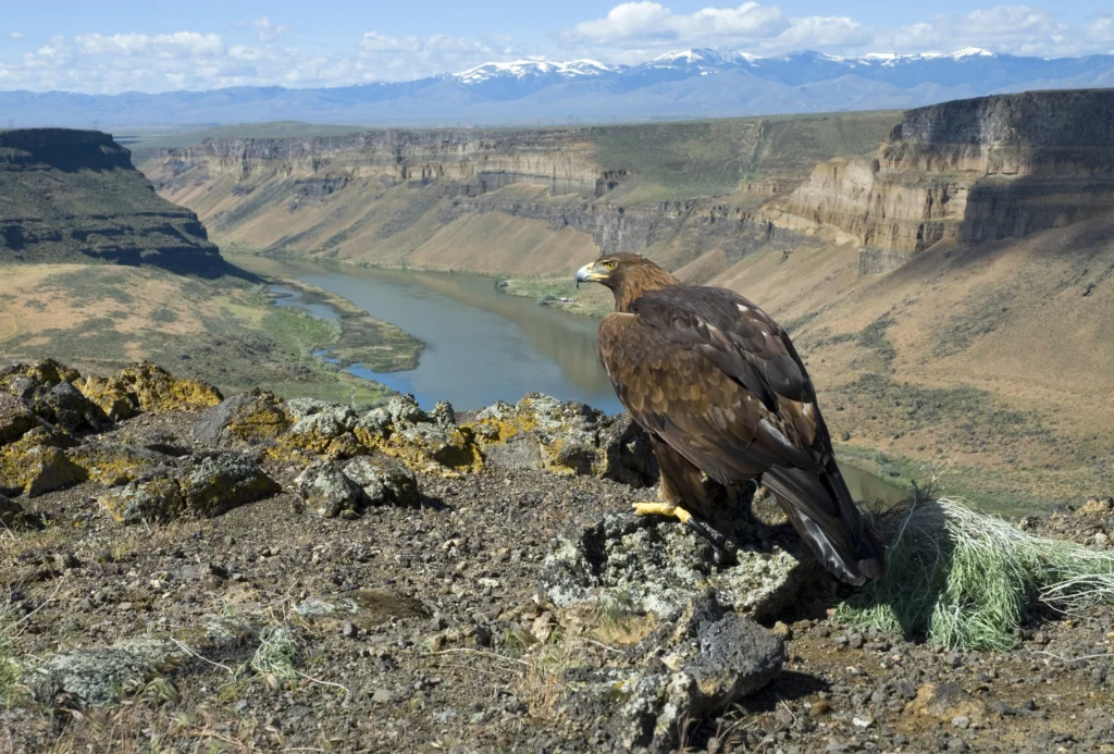 Golden eagle perched on the rim of the Snake River Gorge. Photo by Aldis Garsvo, USFWS.