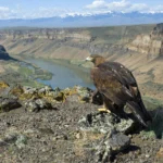 Golden eagle perched on the rim of the Snake River Gorge. Photo by Aldis Garsvo, USFWS.