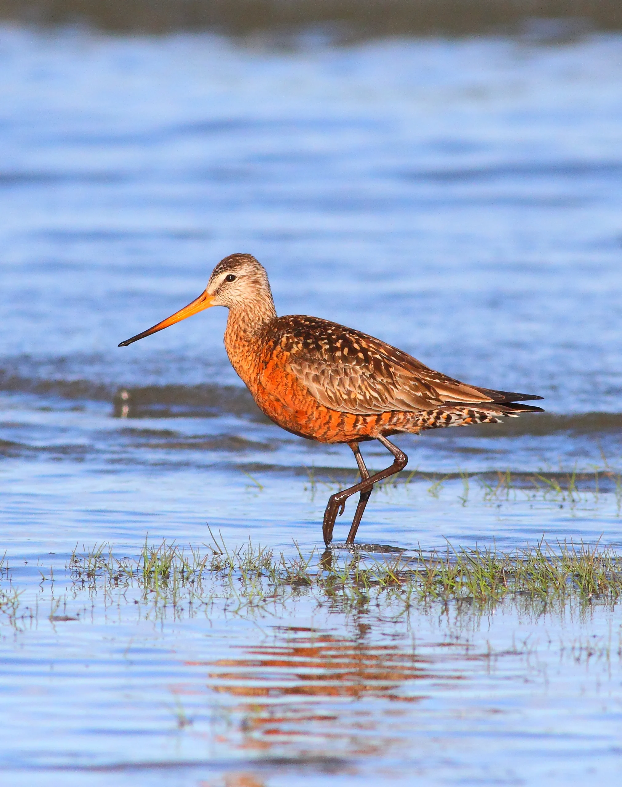 Hudsonian Godwit. Photo by Greg Homel, Natural Elements Productions.