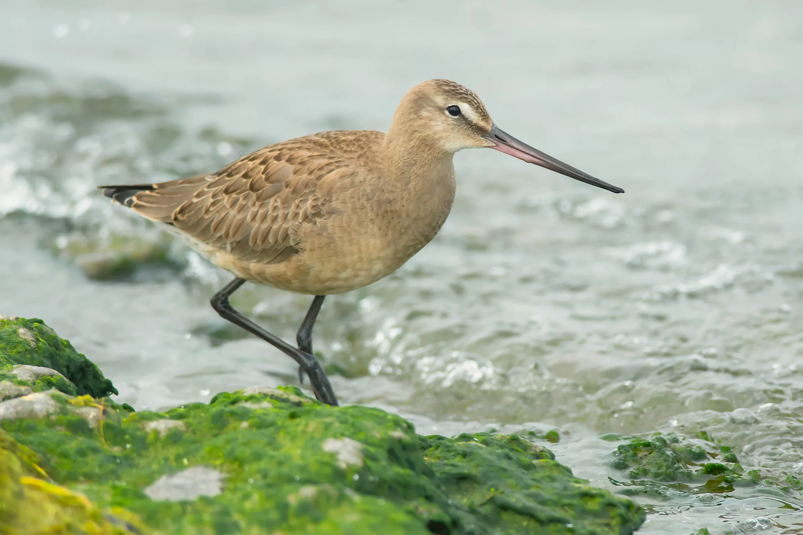 Hudsonian Godwit. Photo by Paul Reeves Photography, Shutterstock.