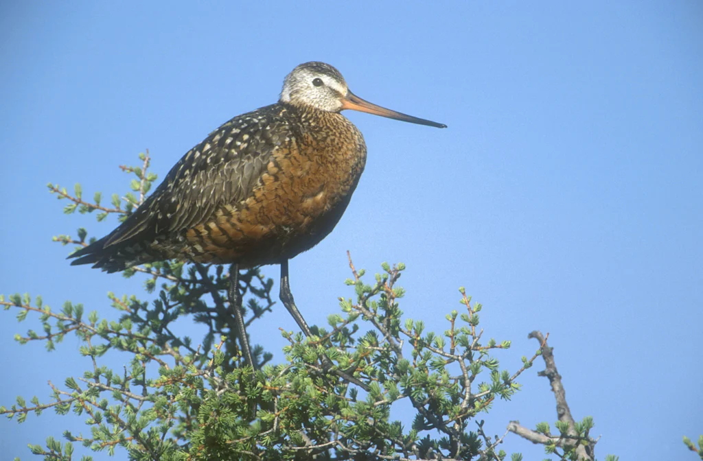 Hudsonian Godwit on tree. Photo by Eleanor Briccetti, www.briccettiphoto.com.