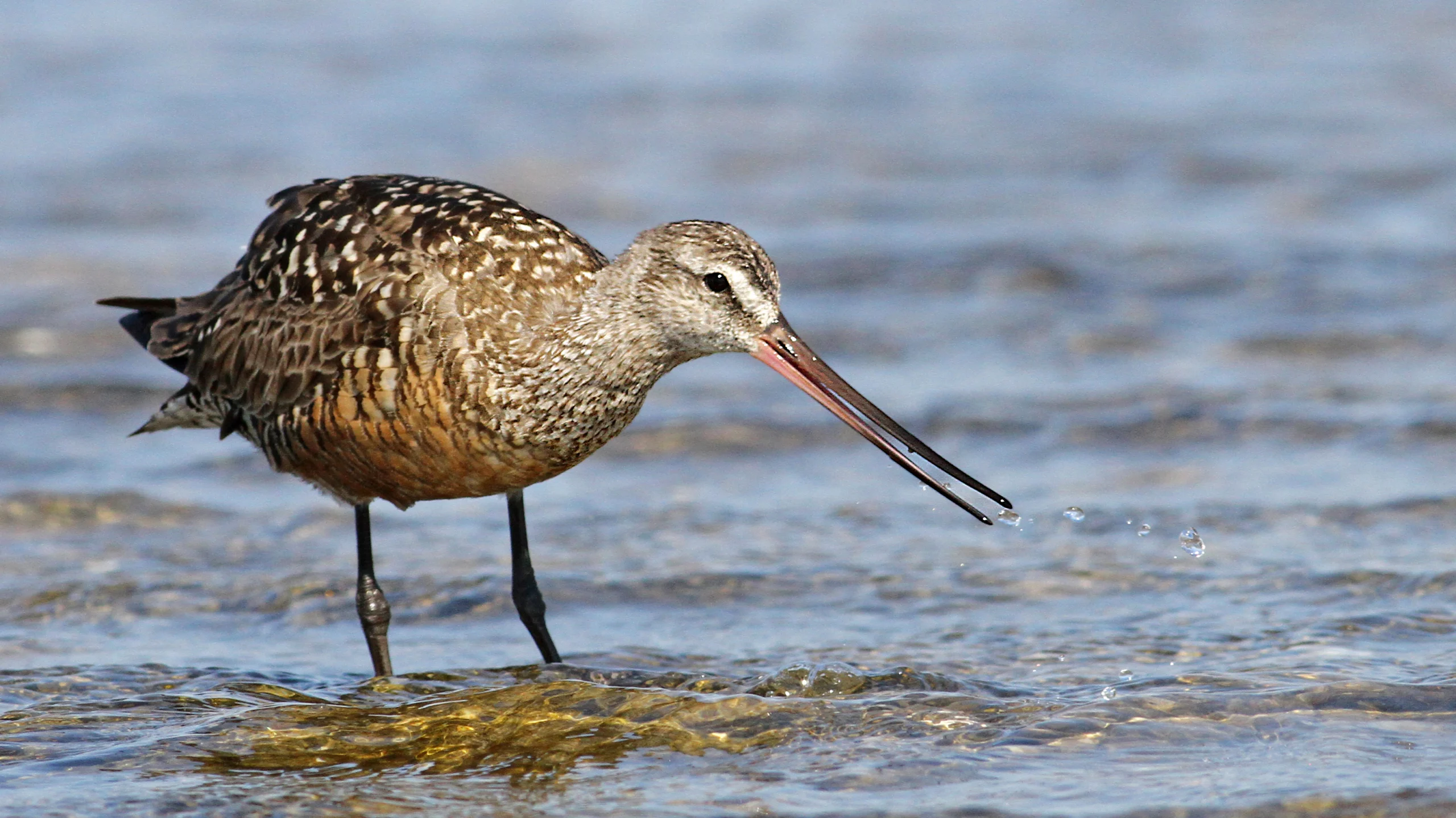 Hudsonian Godwit. Photo by Luke Seitz.