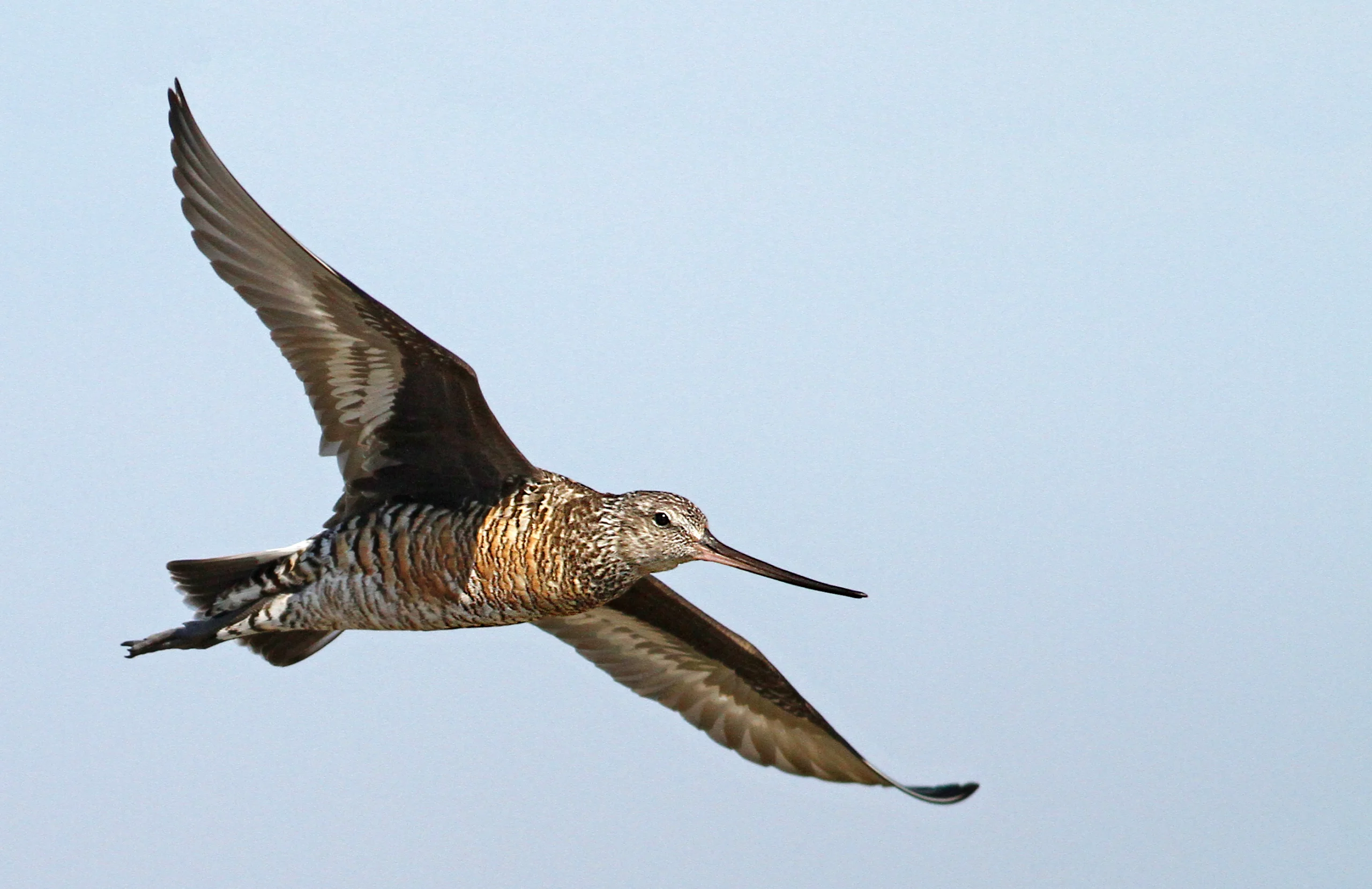 Hudsonian Godwit in flight. Photo by Luke Seitz.