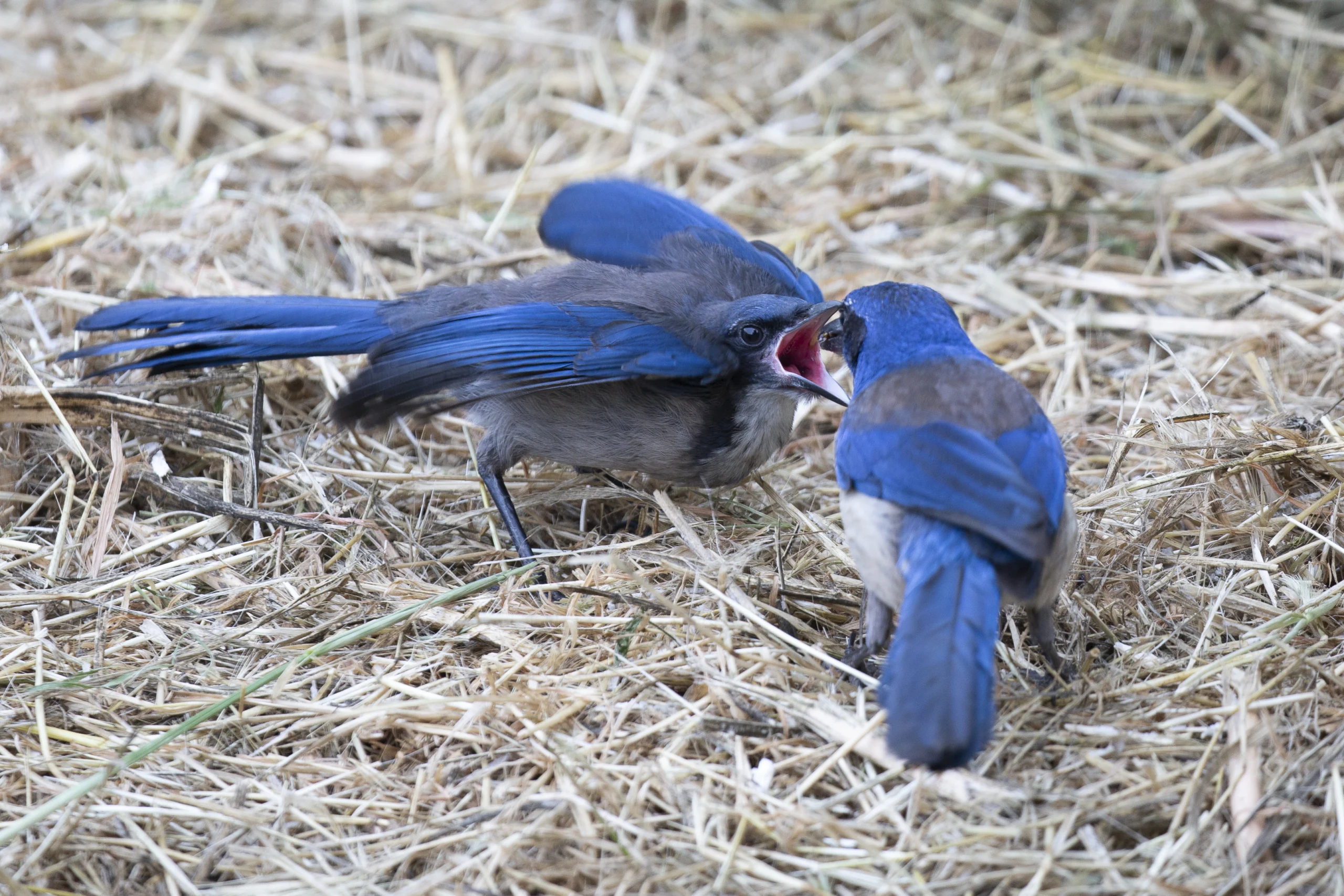 Island Scrub-Jay feeding fledgling. Photo by Dustin H, Macaulay Library at the Cornell Lab of Ornithology.