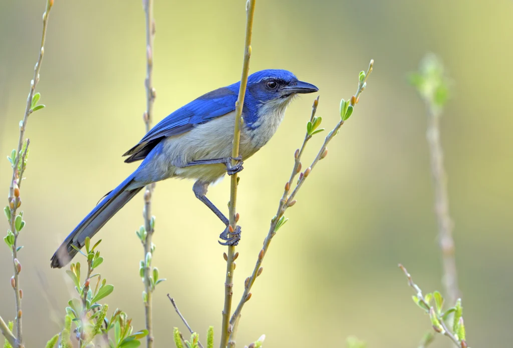 Island Scrub-Jay. Photo by Tim Zurowski, Shutterstock.