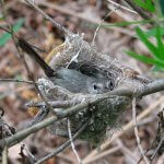 Least Bell's Vireo on nest. Photo © Conan Guard