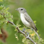 Least Bell's Vireo by Agami Photo Agency, Shutterstock
