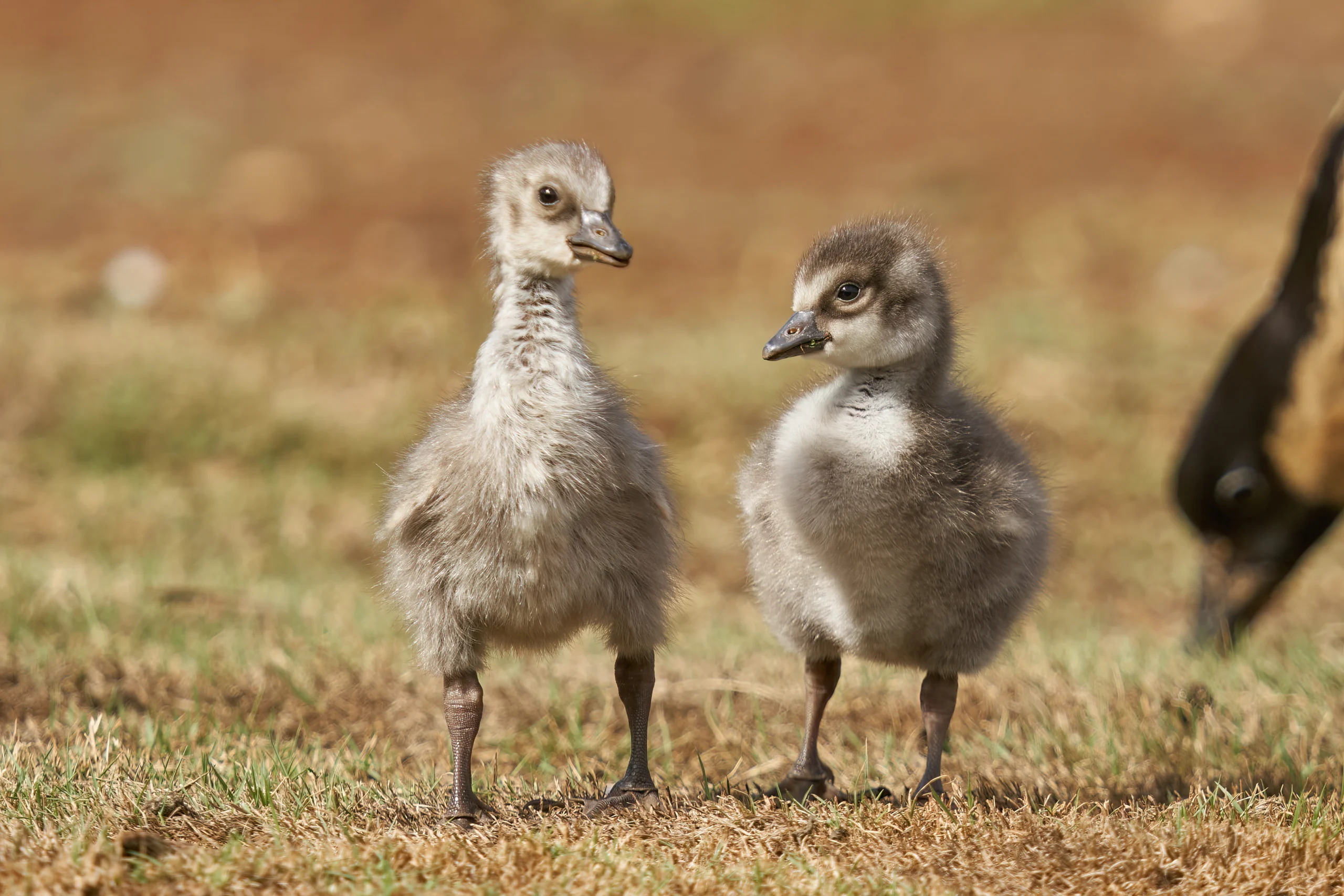 Nēnē goslings. Photo by Grigory Heaton, Macaulay Library at the Cornell Lab of Ornithology.